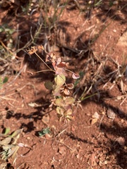 Euphorbia barrelieri