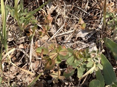 Euphorbia barrelieri