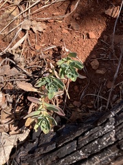 Euphorbia barrelieri