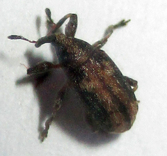 Amphibolocorynus varius