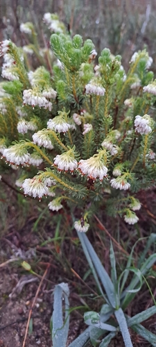 Image of Erica bruniifolia by (c) Eugene Hahndiek, some rights reserved (CC BY-SA)