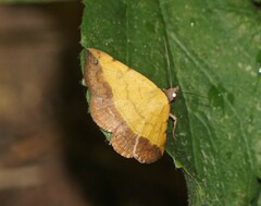 Hemeroplanis scopulepes