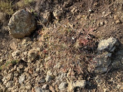 Euphorbia spinosa