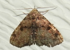 Metalectra quadrisignata