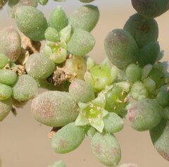 Trianthema triquetrum