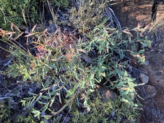 Euphorbia spinosa