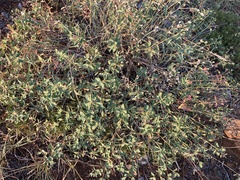 Euphorbia spinosa