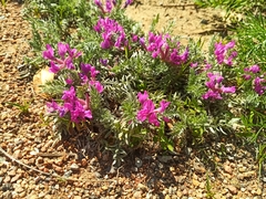 Oxytropis lanata