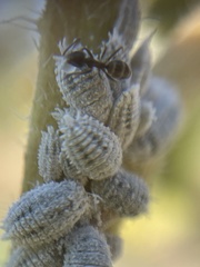 Linepithema humile