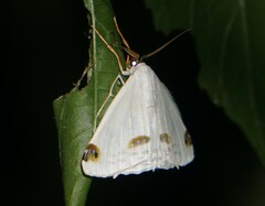 Sericoptera mahometaria