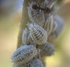 Linepithema humile