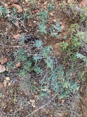 Euphorbia spinosa