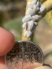 Linepithema humile