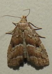 Hypenodes caducus