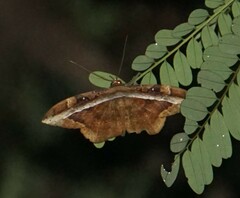 Hemeroblemma opigena