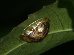 Coptocycla sordida