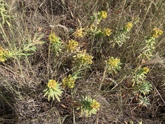 Euphorbia glareosa