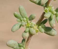Trianthema triquetrum