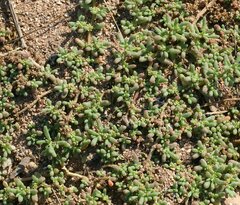 Trianthema triquetrum