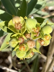 Euphorbia glareosa