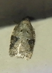 Acleris placidana