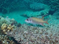 Neoniphon opercularis