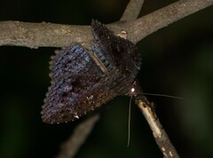 Anisoneura