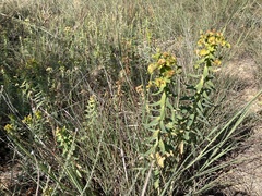 Euphorbia glareosa