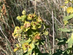 Euphorbia glareosa
