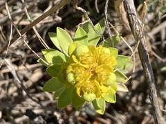Euphorbia glareosa