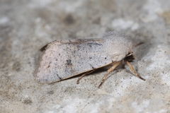Perigrapha rorida