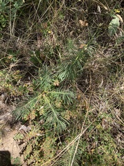 Euphorbia cyparissias