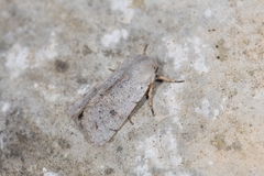 Perigrapha rorida