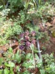 Saussurea controversa