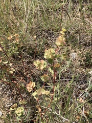 Euphorbia barrelieri thessala