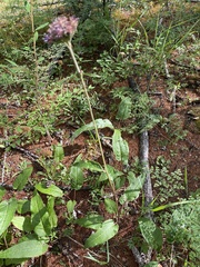 Saussurea controversa