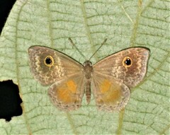 Perophthalma tullius