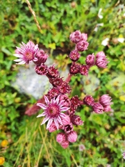 Sempervivum caucasicum