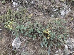 Euphorbia barrelieri thessala
