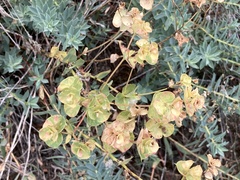 Euphorbia barrelieri thessala