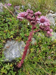 Sempervivum caucasicum