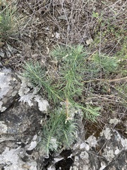 Euphorbia cyparissias