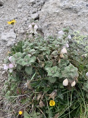 Lamium tomentosum
