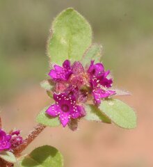 Trianthema patellitectum