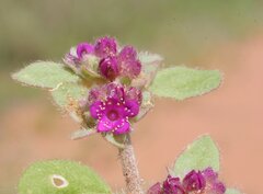 Trianthema patellitectum