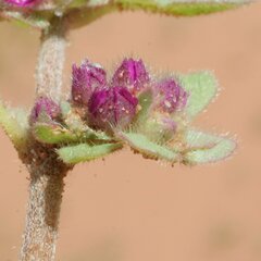 Trianthema patellitectum