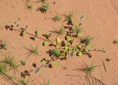 Trianthema patellitectum