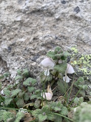 Lamium tomentosum