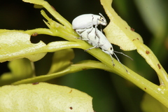 Myllocerus undecimpustulatus