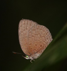 Arhopala muta